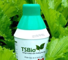 Có thể dùng vi sinh cứu lúa trên đồng ruộng nhiễm mặn