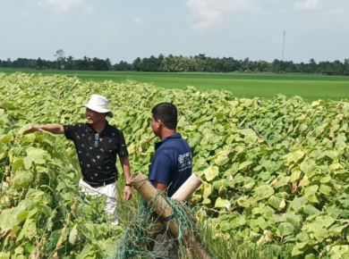 Vi sinh vật Giải pháp cho nền nông nghiệp hữu cơ