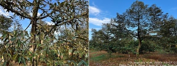 Vườn Sầu riêng tại Chợ Lách trước khi xử lý. Cây suy, không thấy rễ mặt, lá cháy đầu chóp đến nửa lá.