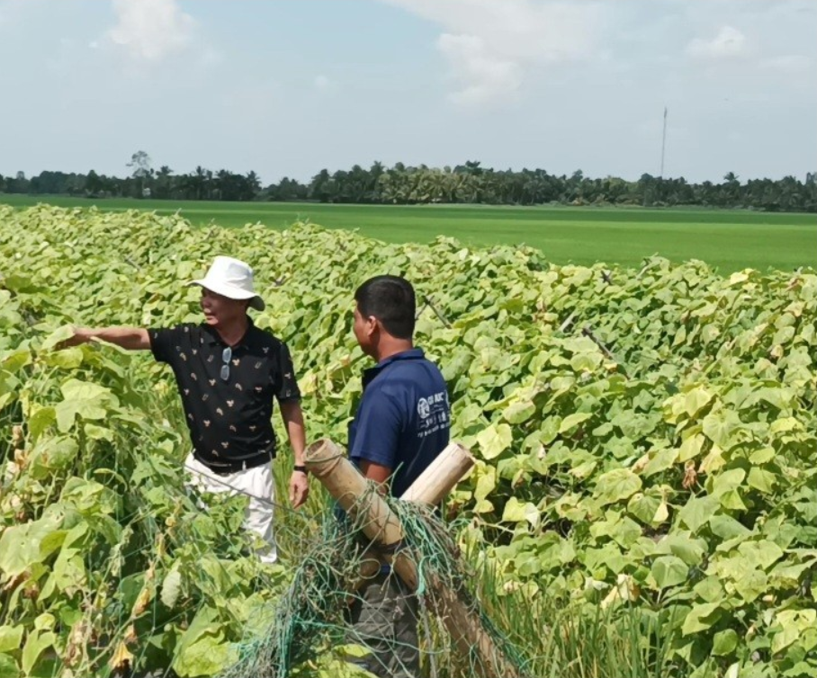 Vi Sinh Vật Giải Pháp Bền Vững Cho Nền Nông Nghiệp Hữu Cơ Tại Việt Nam